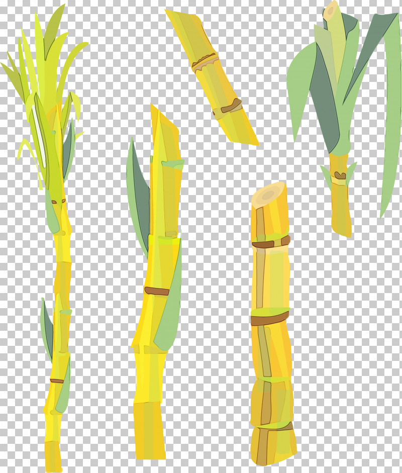 Plant Stem Yellow Text Plants Science PNG, Clipart, Biology, Paint, Plants, Plant Stem, Plant Structure Free PNG Download