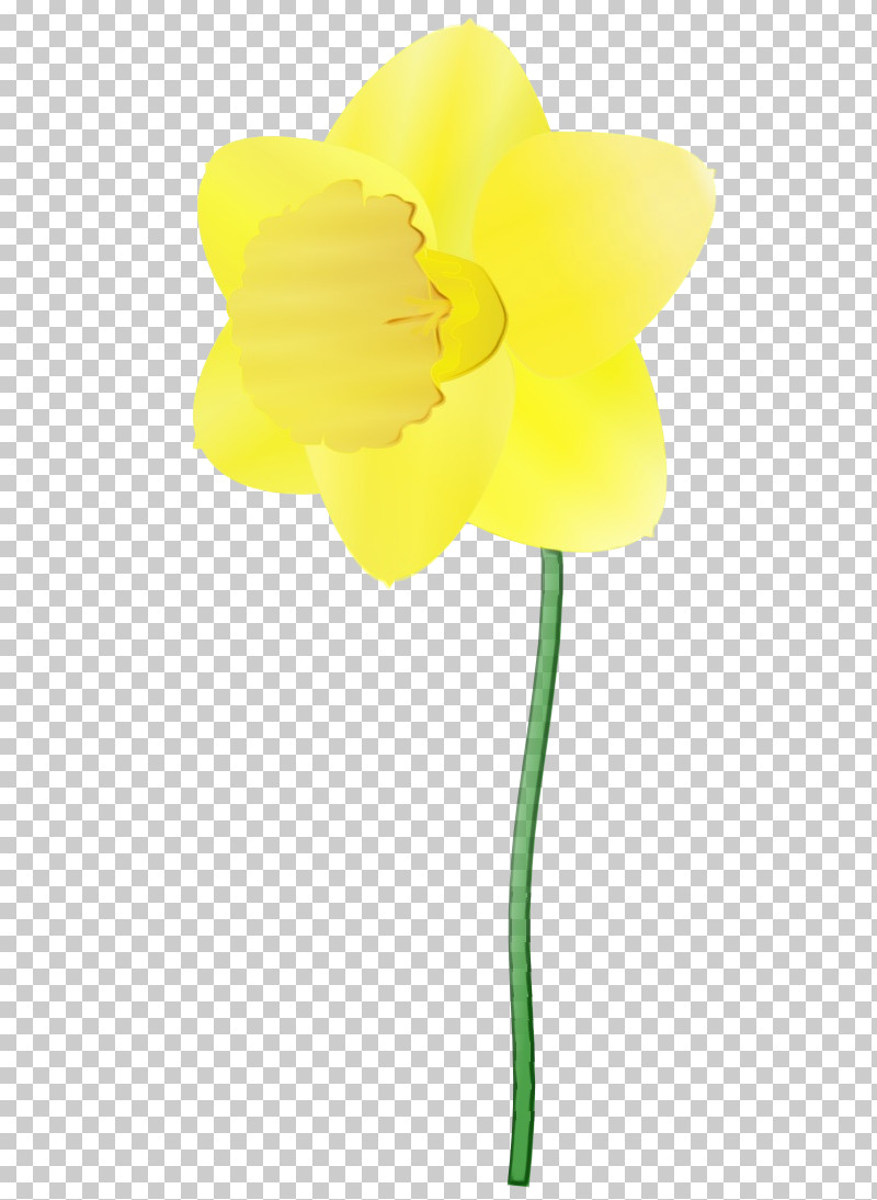 Yellow Flower Plant Petal Cut Flowers PNG, Clipart, Amaryllis Family, Cut Flowers, Flower, Narcissus, Paint Free PNG Download