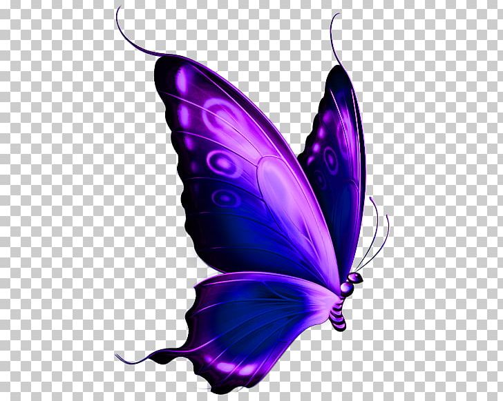 Butterfly Purple Computer Icons PNG, Clipart, Arthropod, Blue, Bluegreen, Brush Footed Butterfly, Butterfly Free PNG Download
