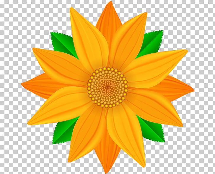 Common Sunflower PNG, Clipart, Art Museum, Common Sunflower, Cut Flowers, Daisy Family, Flower Free PNG Download