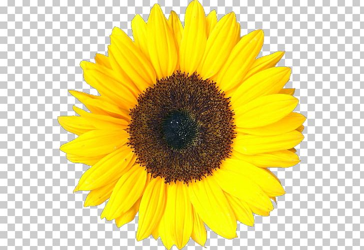 Common Sunflower Sunflower Oil Cooking Oils PNG, Clipart, Carrier Oil, Common Sunflower, Cooking Oils, Daisy Family, Flower Free PNG Download