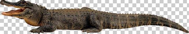 Papua New Guinea New Guinea Crocodile Saltwater Crocodile PNG, Clipart, Alligator, Animal Figure, Animals, Computer Icons, Crocodile Free PNG Download