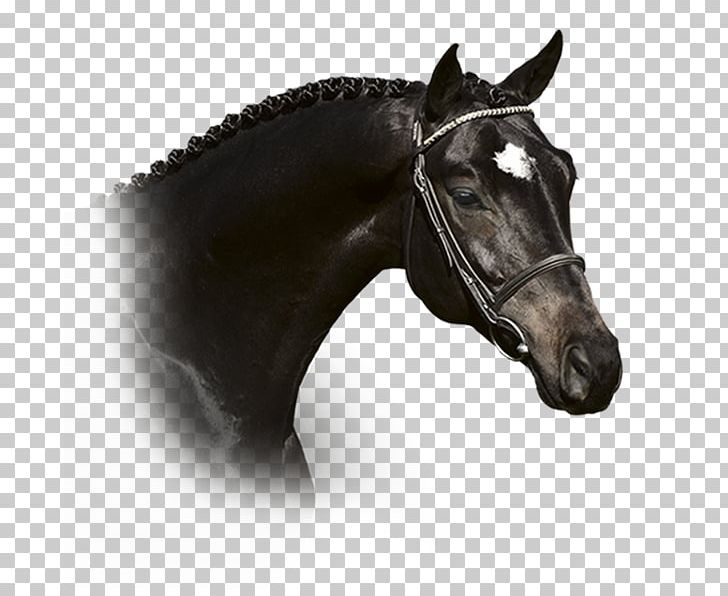 Stallion Trakehner For Life GmbH Mustang Horse Harnesses PNG, Clipart, Bit, Bridle, Halter, Head, Horse Free PNG Download