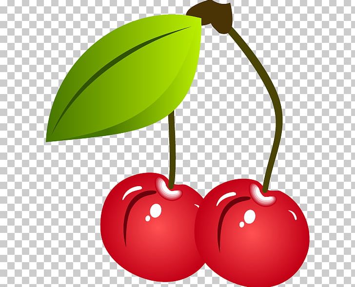 Cherry Fruit PNG, Clipart, Cherry Blossom, Cherry Vector, Drawing, Encapsulated Postscript, Flower  Free PNG Download