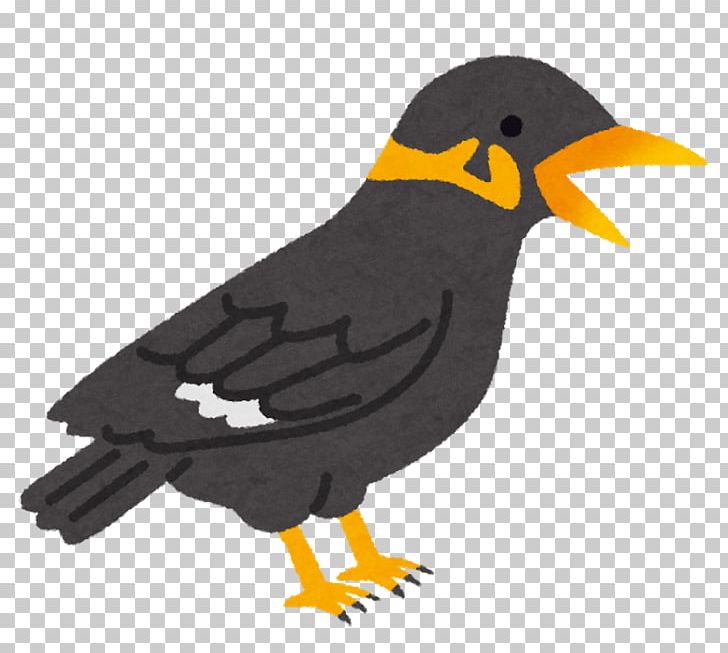 Common Myna Common Hill Myna Bird Crested Myna PNG, Clipart, Acridotheres, Animals, Beak, Bird, Blog Free PNG Download