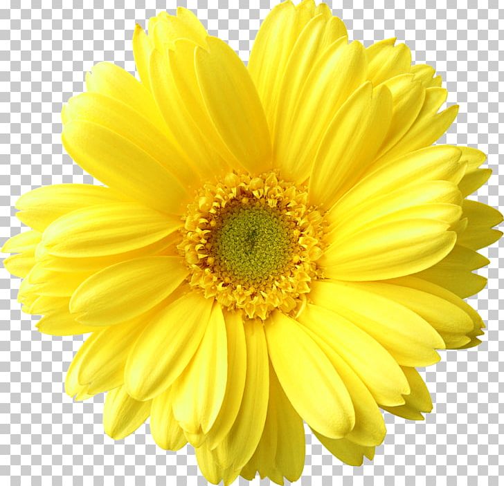 Dandelion Drawing PNG, Clipart, Annual Plant, Chrysanthemum Coronarium, Chrysanths, Cut Flowers, Daisy Family Free PNG Download