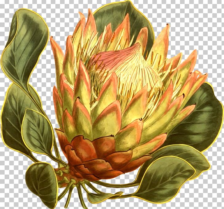 Fynbos Protea Cynaroides South Africa National Cricket Team Flower Curtis's Botanical Magazine PNG, Clipart, Artichoke, Artichokes, Biodiversity Heritage Library, Botanical Illustration, Botany Free PNG Download