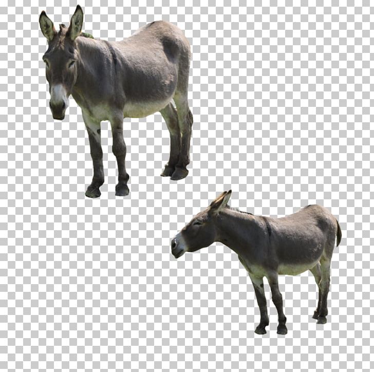 Mule Horse Mare Pack Animal PNG, Clipart, Animal, Animals, Deviantart, Donkey, Fauna Free PNG Download