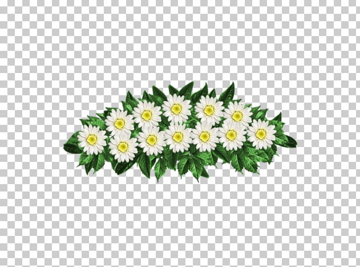 Common Daisy Chrysanthemum Oxeye Daisy Aster Cut Flowers PNG, Clipart, Aster, Chrysanthemum, Chrysanths, Common Daisy, Cut Flowers Free PNG Download