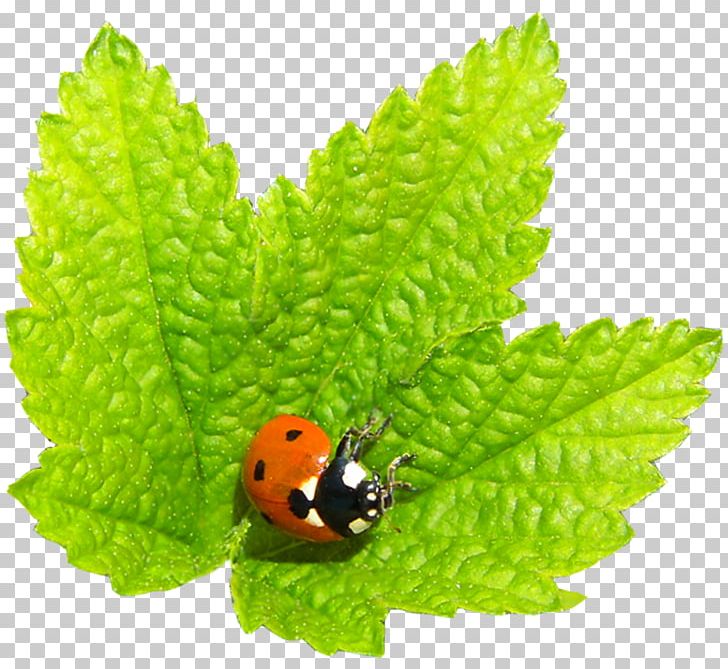 Insect U0411u043eu0440u0434u044eu0440 Perennial Plant PNG, Clipart, Bambusa, Beetle, Cartoon Ladybug, Cute Ladybug, Fruit Free PNG Download