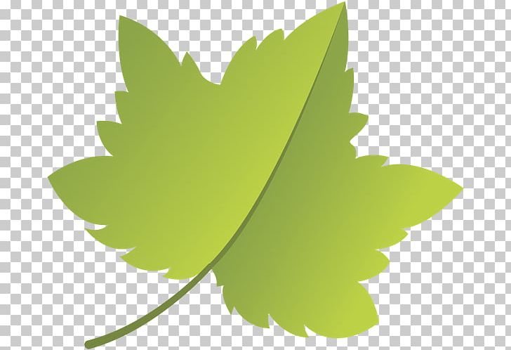 Leaf Thailand Green Sarma ไพร่ PNG, Clipart, Color, Computer Wallpaper, Desktop Wallpaper, Green, Green Leaf Free PNG Download