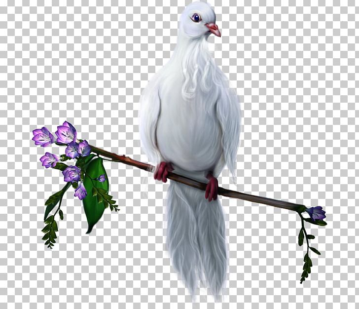 Bird Domestic Pigeon PNG, Clipart, Animal, Animals, Animation, Beak, Bellydancer Free PNG Download