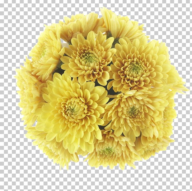 Buk District OPEN Chrysanthemum Transvaal Daisy PNG, Clipart, Blog, Buk District, Chrysanthemum, Chrysanths, Cut Flowers Free PNG Download