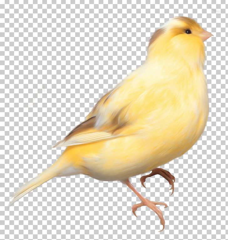 Domestic Canary Bird Parrot Finch PNG, Clipart, Animals, Atlantic Canary, Beak, Bird, Birds Free PNG Download