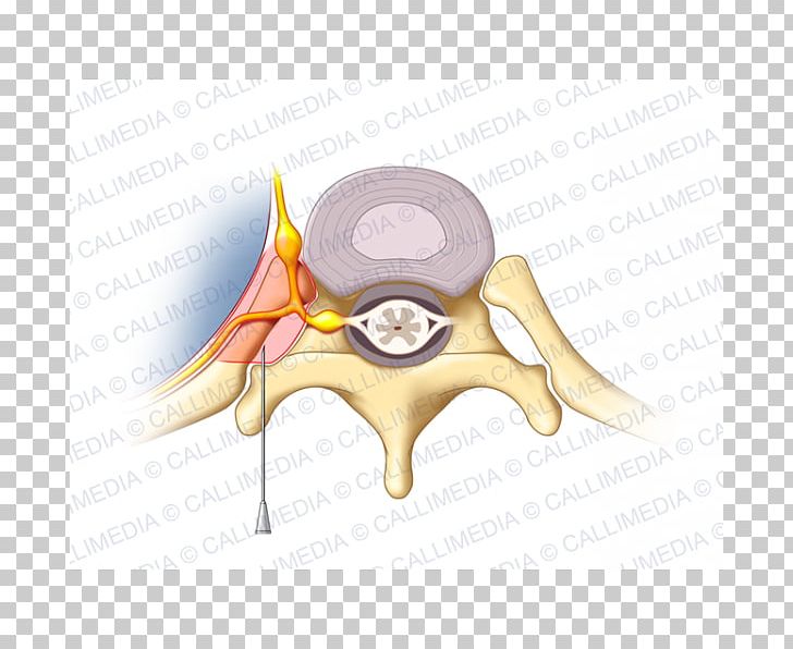 Ear PNG, Clipart, Art, Ear Free PNG Download