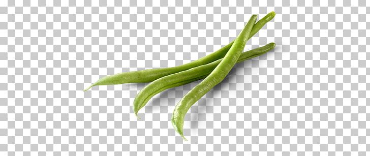 Green Bean Common Bean Lima Bean Side Dish PNG, Clipart,  Free PNG Download