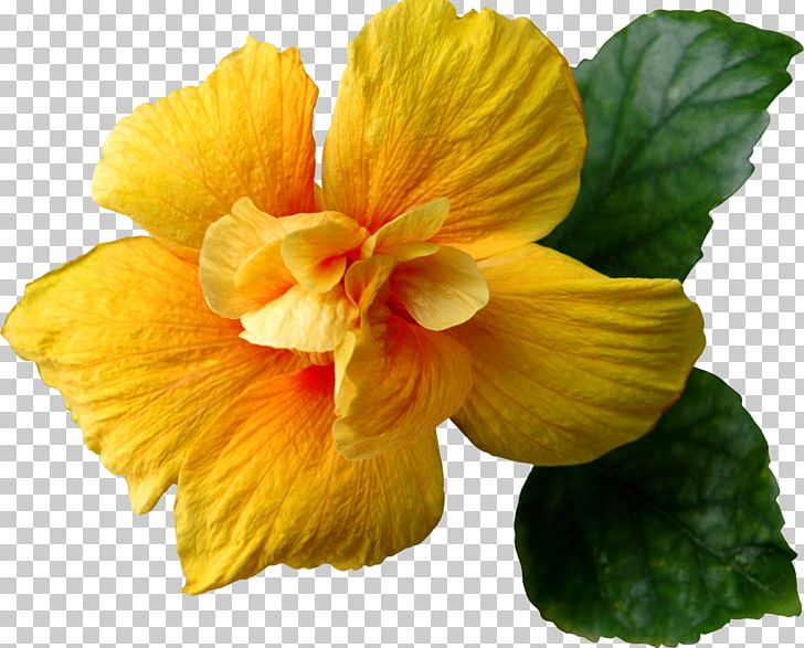 Flower Yellow PNG, Clipart, Annual Plant, Canna Family, Chinese Hibiscus, Desktop Wallpaper, Encapsulated Postscript Free PNG Download