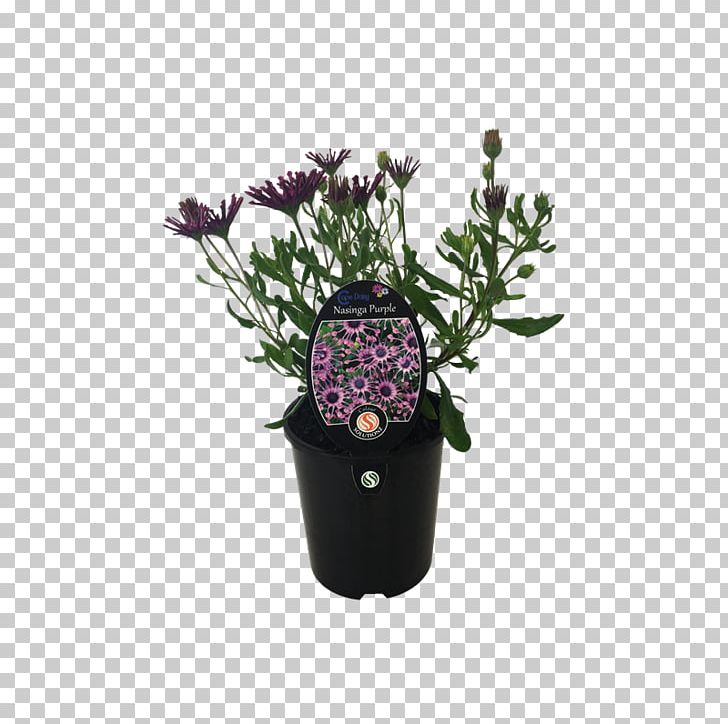 Lavender Flowerpot Houseplant Purple Cut Flowers PNG, Clipart, Art, Balcony Plants Decoration 18 0 1, Cut Flowers, Flower, Flowering Plant Free PNG Download