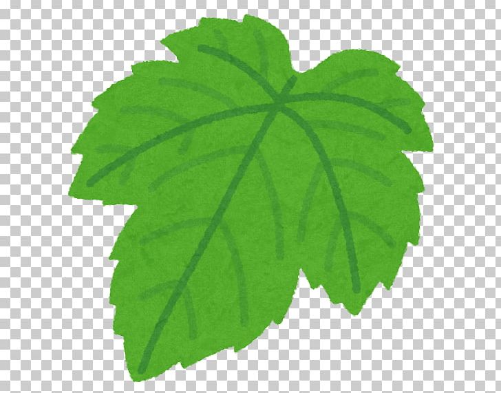 Leaf Grape Leaves いらすとや Illustrator PNG, Clipart, Budou, Disease, Food, Grape, Grape Leaves Free PNG Download