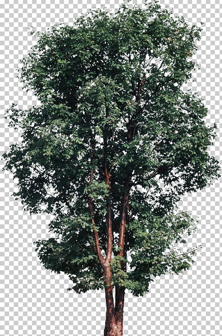 Tree Sycamore Maple Oak Shrub PNG, Clipart, Architecture, Branch, Computer Software, Evergreen, Maple Free PNG Download