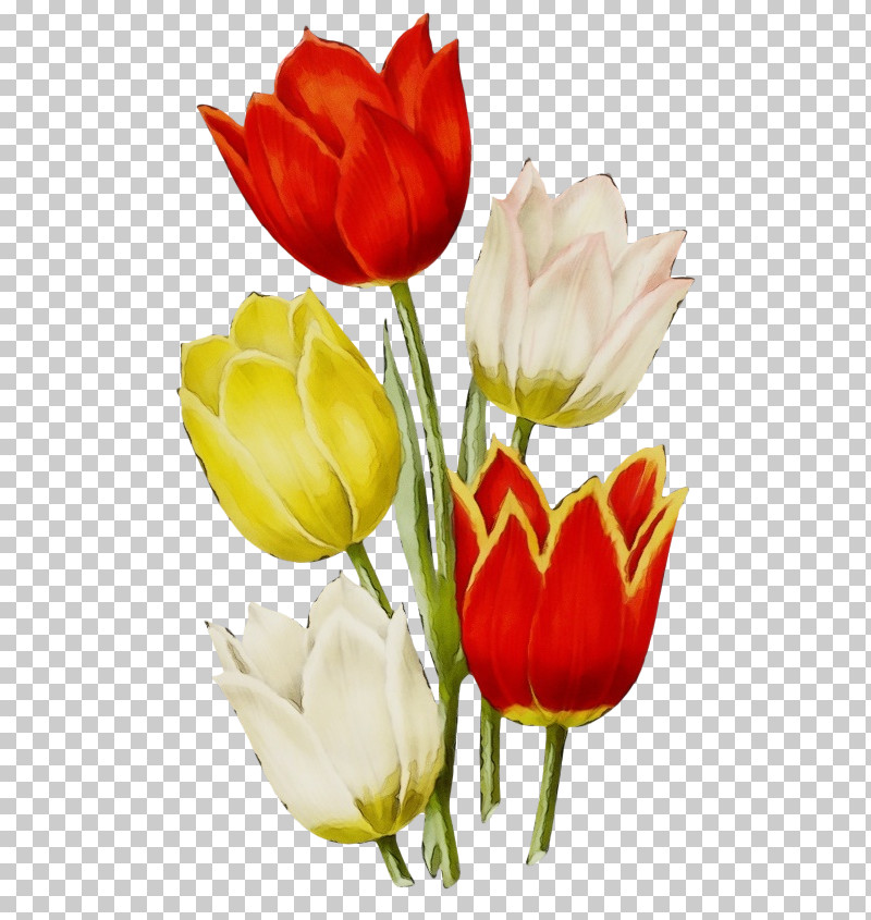 Flower Petal Tulip Cut Flowers Red PNG, Clipart, Bud, Cut Flowers, Flower, Lady Tulip, Lily Family Free PNG Download