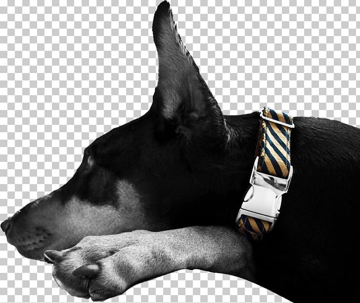 Australian Kelpie Dog Collar Puppy Dog Breed PNG, Clipart, Animals, Australian Kelpie, Breed, Buckle, Collar Free PNG Download