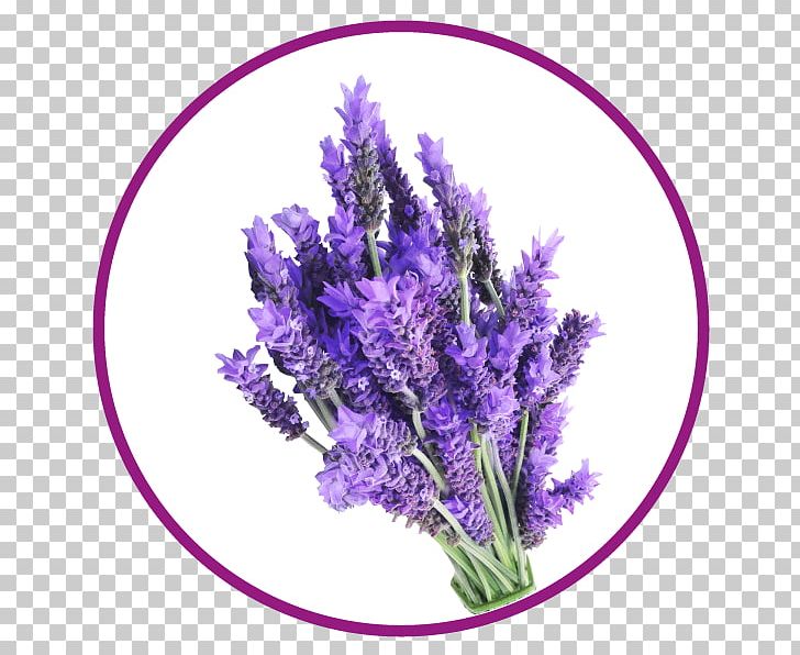 English Lavender French Lavender Plant Cut Flowers PNG, Clipart, Cut Flowers, English Lavender, Fines Herbes, Flower, Flowering Plant Free PNG Download