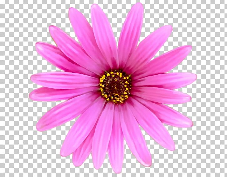 Film Still Chrysanthemum Transvaal Daisy PNG, Clipart, 1080p, 2017, Annual Plant, Apheraldcom, Argyranthemum Frutescens Free PNG Download