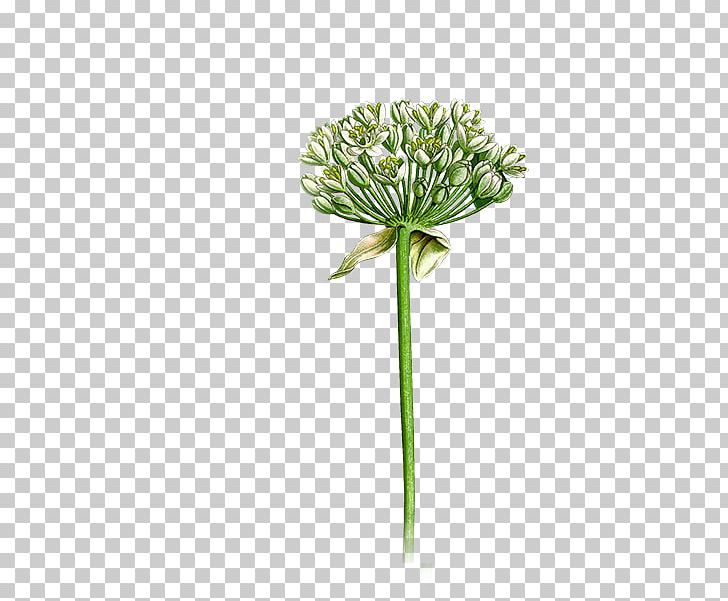 Herb Cheeses German Chamomile Cut Flowers Yarrow PNG, Clipart, Allium, Autodesk Revit, Building Information Modeling, Cheeses, Cut Flowers Free PNG Download