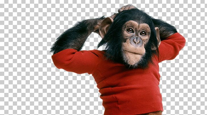 Ape Chimpanzee Nim Chimpsky Documentary Film PNG, Clipart, Academy Awards, Aggression, Ape, Arm, Chimpanzee Free PNG Download
