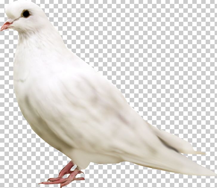 Columbidae Domestic Pigeon Doves As Symbols PNG, Clipart, Art White, Beak, Bird, Clip Art, Columbidae Free PNG Download