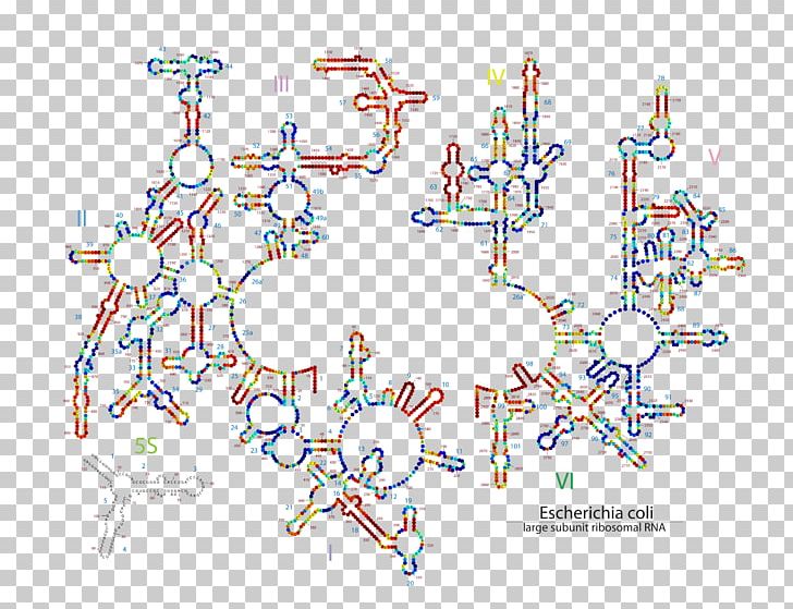 Diagram Line Point Product Technology PNG, Clipart, Area, Art, Diagram, E Coli, Line Free PNG Download