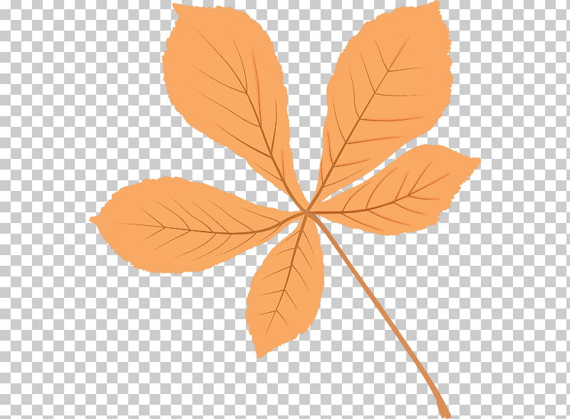 Leaf Maple Leaf / M Petal Tree Branching PNG, Clipart, Biology, Branching, Leaf, Maple Leaf M, Petal Free PNG Download