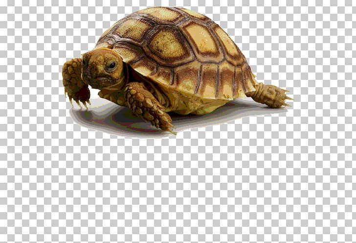 Box Turtle Reptile African Spurred Tortoise Calendula Officinalis PNG, Clipart, African Spurred Tortoise, Animal, Animals, Box Turtle, Calendula Arvensis Free PNG Download