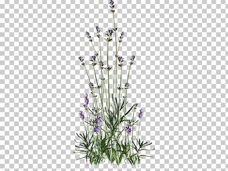 Flower English Lavender Web Browser PNG, Clipart, Blog, Blossom, Branch, Cut Flowers, Fleur Free PNG Download