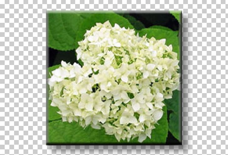 Hydrangea Byala PNG, Clipart, Broadleaved Tree, Bulgaria, Cornales, Cut Flowers, Floral Design Free PNG Download