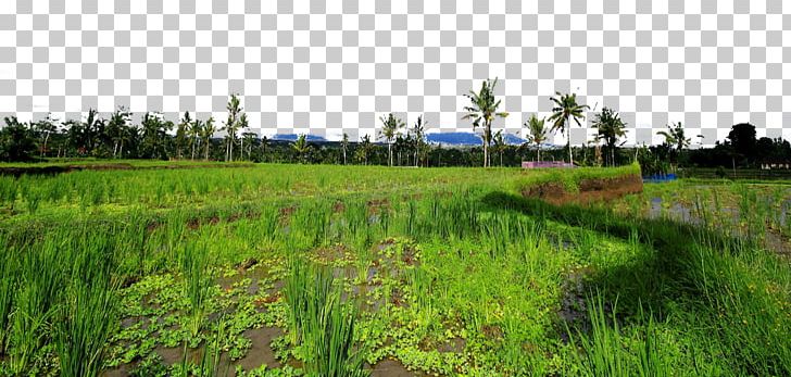 Kintamani PNG, Clipart, Agriculture, Attractions, Crop, Famous, Farm Free PNG Download