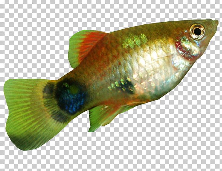 Southern Platyfish Common Carp Green Swordtail Aquarium PNG, Clipart, Animals, Aquarium, Common Carp, Community Aquarium, Fauna Free PNG Download