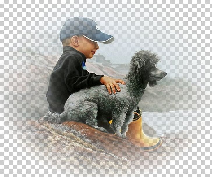 Standard Poodle Spanish Water Dog Puppy Dog Breed PNG, Clipart,  Free PNG Download