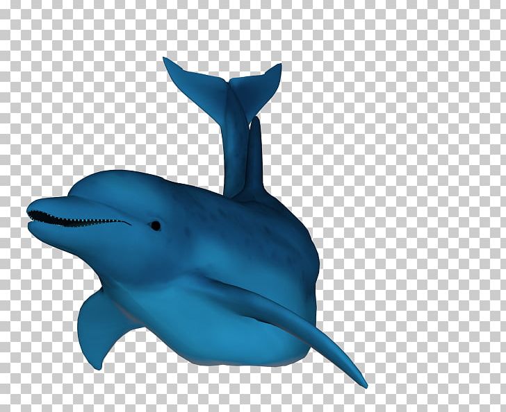 Common Bottlenose Dolphin Rough-toothed Dolphin Short-beaked Common Dolphin Tucuxi Wholphin PNG, Clipart, Animals, Bottlenose Dolphin, Cetacea, Desktop Wallpaper, Deviantart Free PNG Download