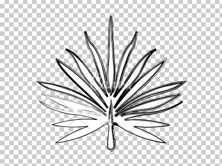 Palm Branch Leaf Drawing Plants Line Art PNG, Clipart, Branch, Branche, Drawing, Flora, Flower Free PNG Download