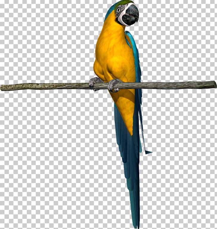 Parrot Bird Parakeet Macaw Beak PNG, Clipart, Animal, Animals, Baby, Beak, Bird Free PNG Download