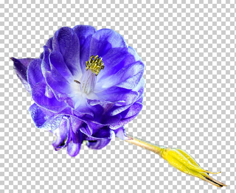 Lavender PNG, Clipart, Biology, Cut Flowers, Flower, Herbaceous Plant, Lavender Free PNG Download