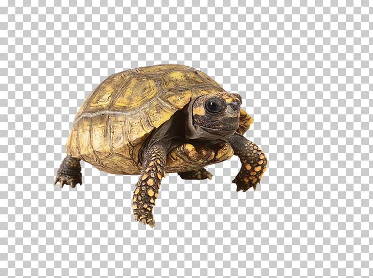 Box Turtles Tortoise Reptile Pet PNG, Clipart, Animal, Box Turtle, Box Turtles, Chelydridae, Common Snapping Turtle Free PNG Download