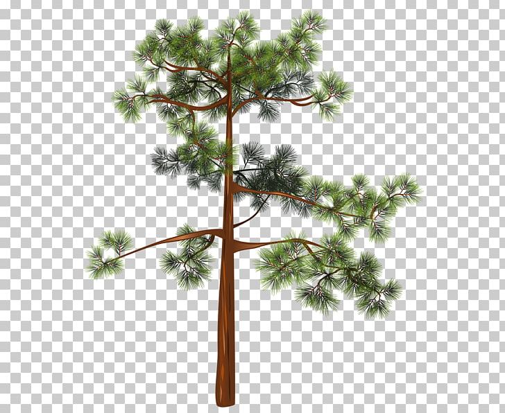 Branch Plant Stem Twig PNG, Clipart, Art, Branch, Conifer, Evergreen, Fir Free PNG Download