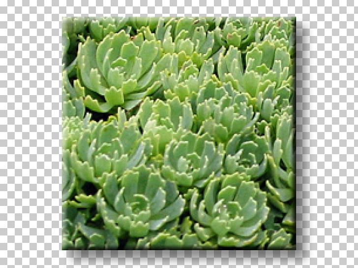 Sedum Spurium Houseleek Cactaceae Spanish Stonecrop Succulent Plant PNG, Clipart, Cactaceae, Cactus, Crassulaceae, Delosperma, Delosperma Cooperi Free PNG Download
