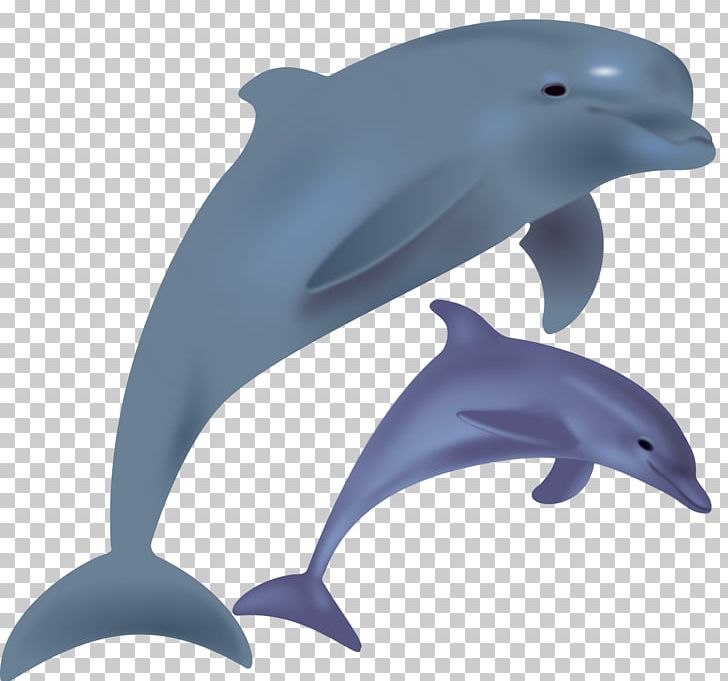The Bottlenose Dolphin PNG, Clipart, Animals, Blog, Bottlenose Dolphin, Common Bottlenose Dolphin, Computer Icons Free PNG Download