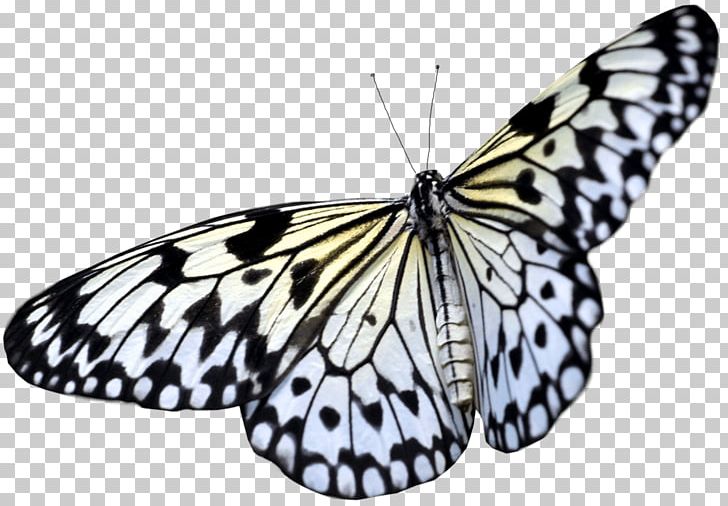 Butterfly PNG, Clipart, Backyard, Believe, Brush Footed Butterfly, Garden, Image File Formats Free PNG Download