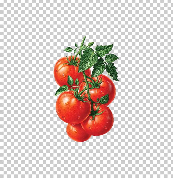 Juice Roma Tomato Heirloom Tomato Fruit Illustration PNG, Clipart, Apple Fruit, Bush Tomato, Cherry, Decoration, Food Free PNG Download