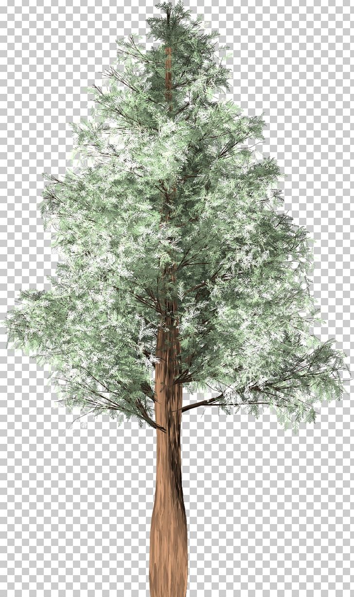 Tree Cedar Austrocedrus Spruce Woody Plant PNG, Clipart, Arborvitae, Austrocedrus, Branch, Cedar, Chili Free PNG Download